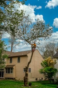 trimming tree branches