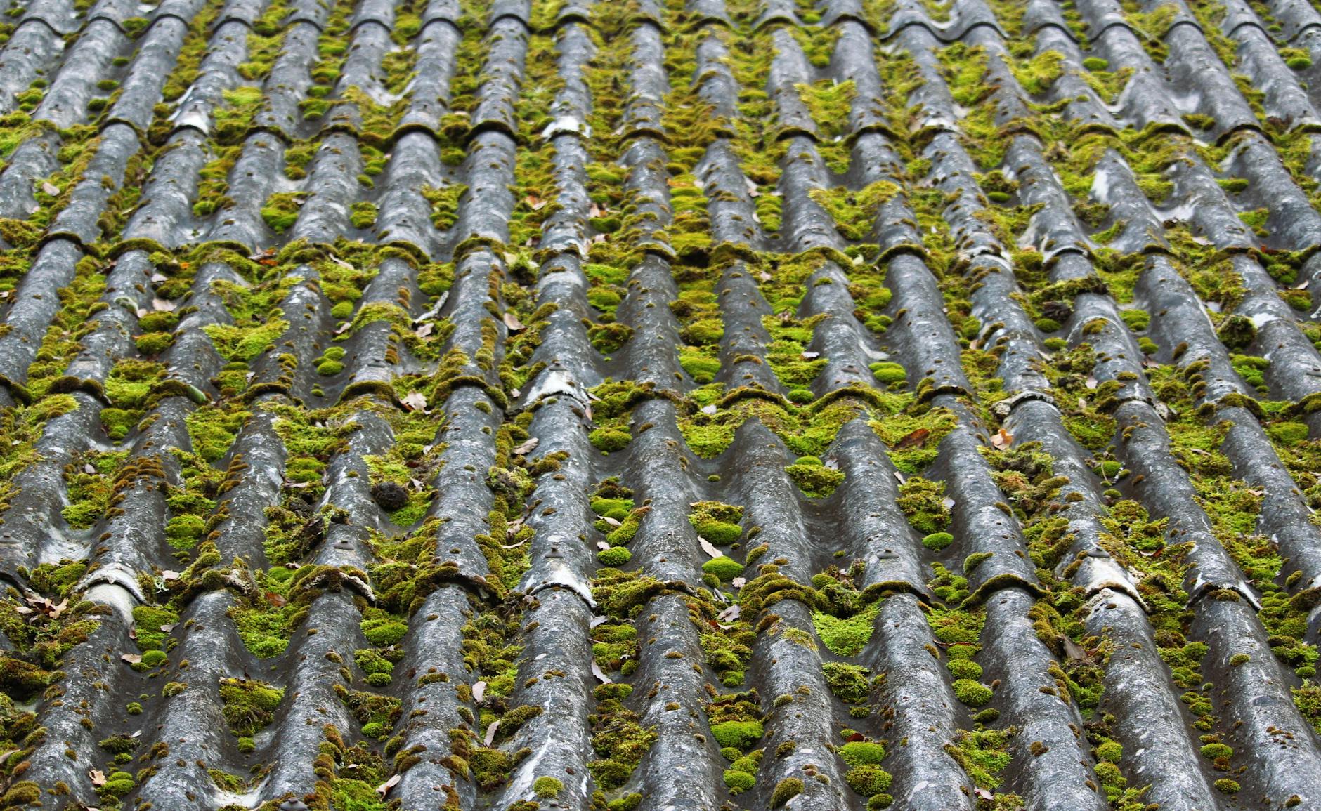 algae and moss damage on asphalt roof shingles in New Orleans