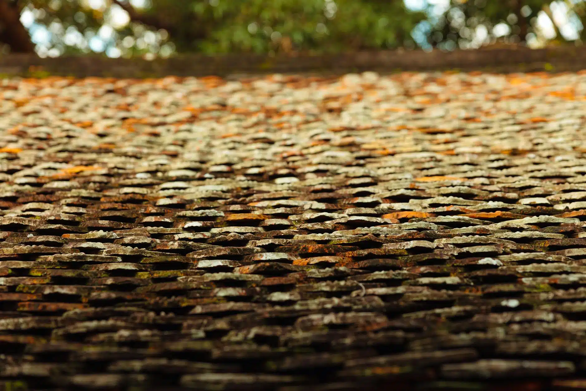 moss growth on roof shingles close-up