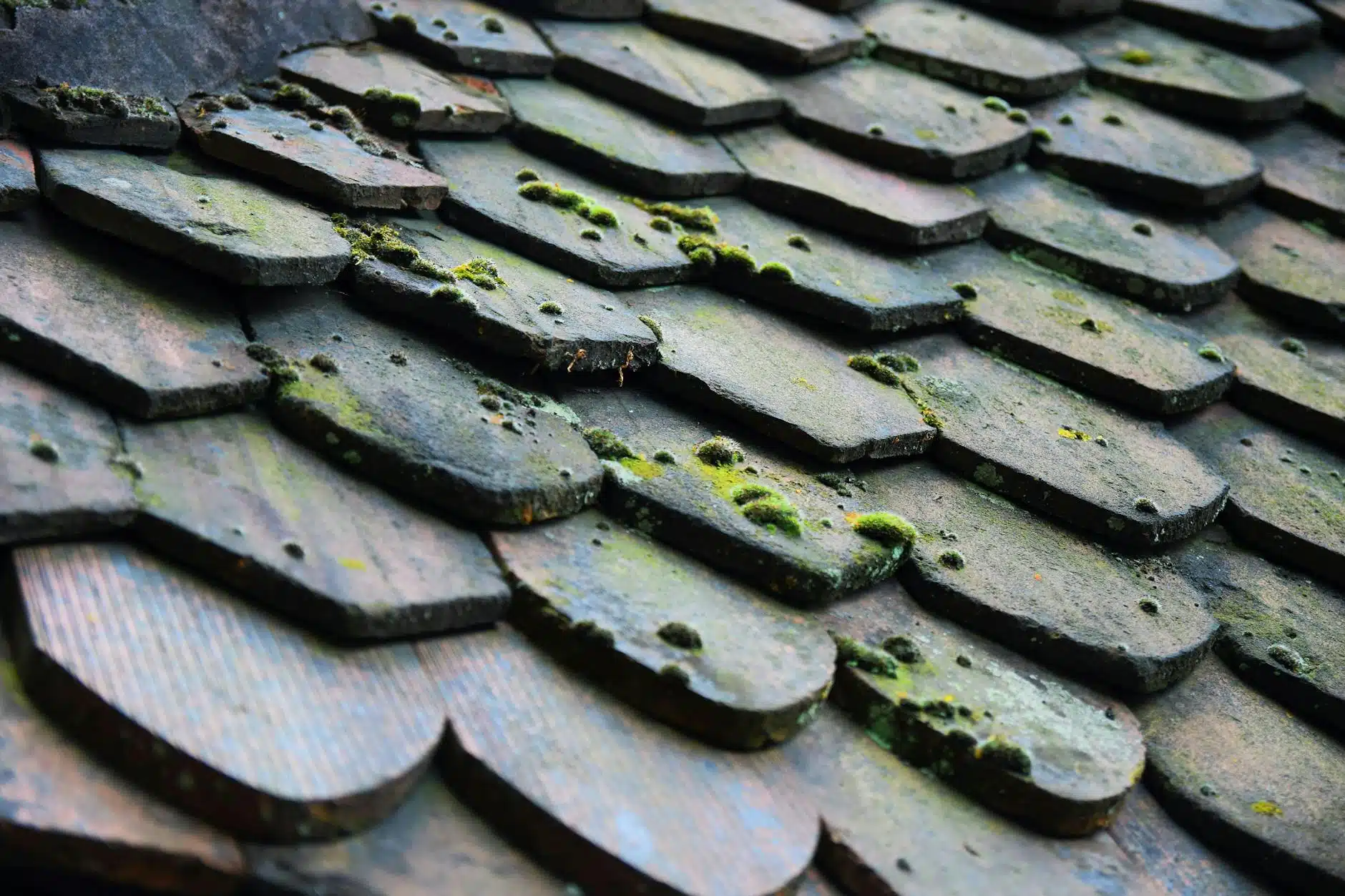 dark algae streaks on residential roof